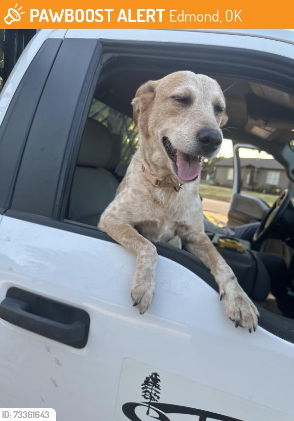 Found/Stray Female Dog last seen Howard and 1st st, Edmond, OK 73003