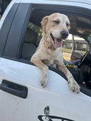 Found/Stray Female Dog last seen Howard and 1st st, Edmond, OK 73003