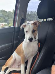 Found/Stray Male Dog last seen Amerson River Park, Macon, GA 31204