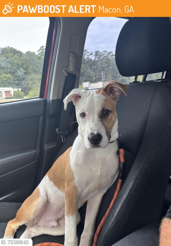 Found/Stray Male Dog last seen Amerson River Park, Macon, GA 31204
