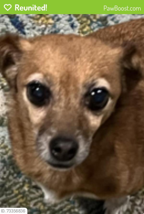 Reunited Female Dog last seen Trinity neighborhood Lake Lizzie, St. Cloud, FL 34771