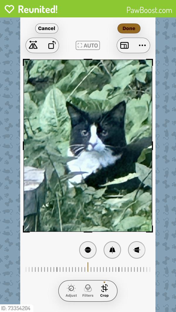 Reunited Unknown Cat last seen brophy and glenview, Park Ridge, IL 60068