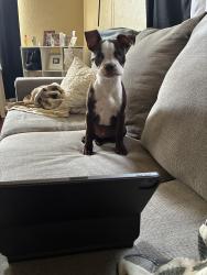 Lost Male Dog last seen Heaven park in San Benito, San Benito, TX 78586
