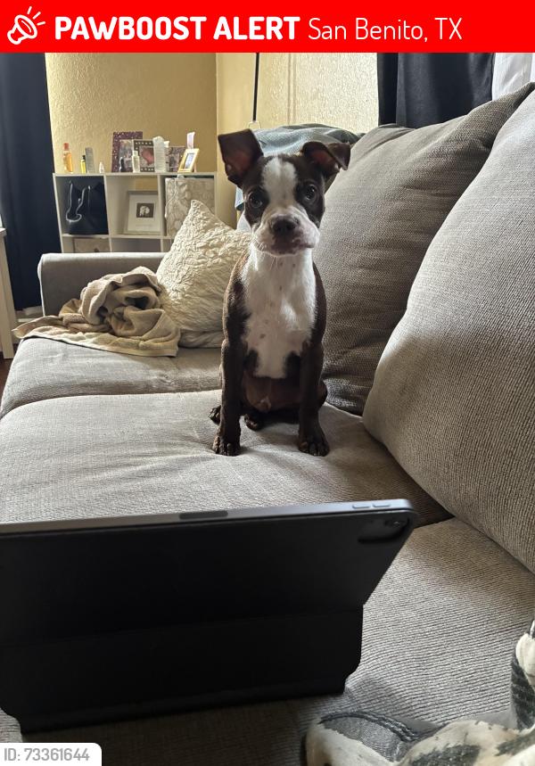 Lost Male Dog last seen Heaven park in San Benito, San Benito, TX 78586