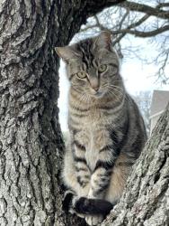 Lost Female Cat last seen Autumun cr, College Station, TX 77840