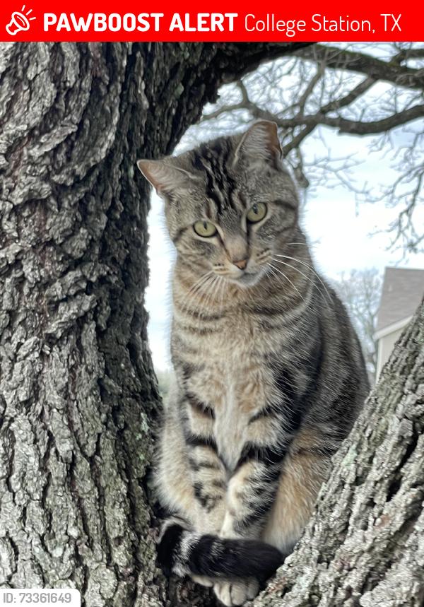 Lost Female Cat last seen Autumun cr, College Station, TX 77840