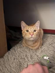 Lost Male Cat last seen Anthony Dr. and McLendon Rd., Decatur, GA 30033