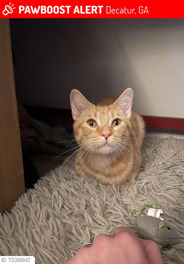 Lost Male Cat last seen Anthony Dr. and McLendon Rd., Decatur, GA 30033