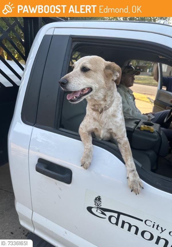 Found/Stray Female Dog last seen S Howard and First st, Edmond, OK 73003