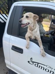 Found/Stray Female Dog last seen S Howard and First st, Edmond, OK 73003