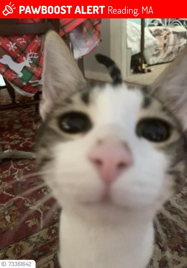 Lost Male Cat last seen Green Street, Reading, MA 01867
