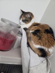Reunited Female Cat last seen Gwendale crescent, Mississauga, ON L5A 3B4