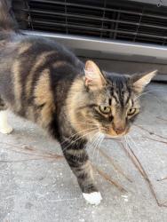 Found/Stray Unknown Cat last seen MLK and 83rd Ave N, St. Petersburg, FL 33702