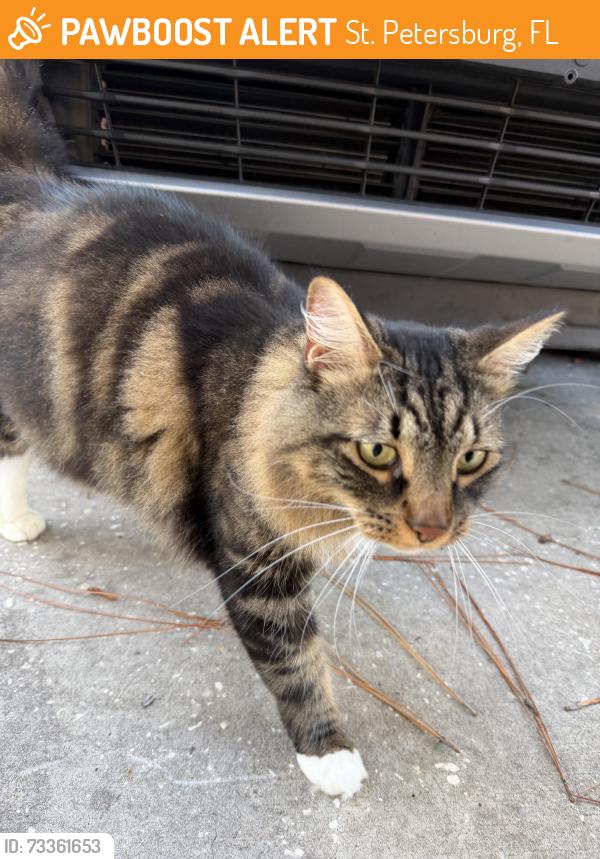 Found/Stray Unknown Cat last seen MLK and 83rd Ave N, St. Petersburg, FL 33702