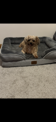 Lost Female Dog last seen Joyce Ann drive off of Tippecanoe Road, Youngstown, OH 44406