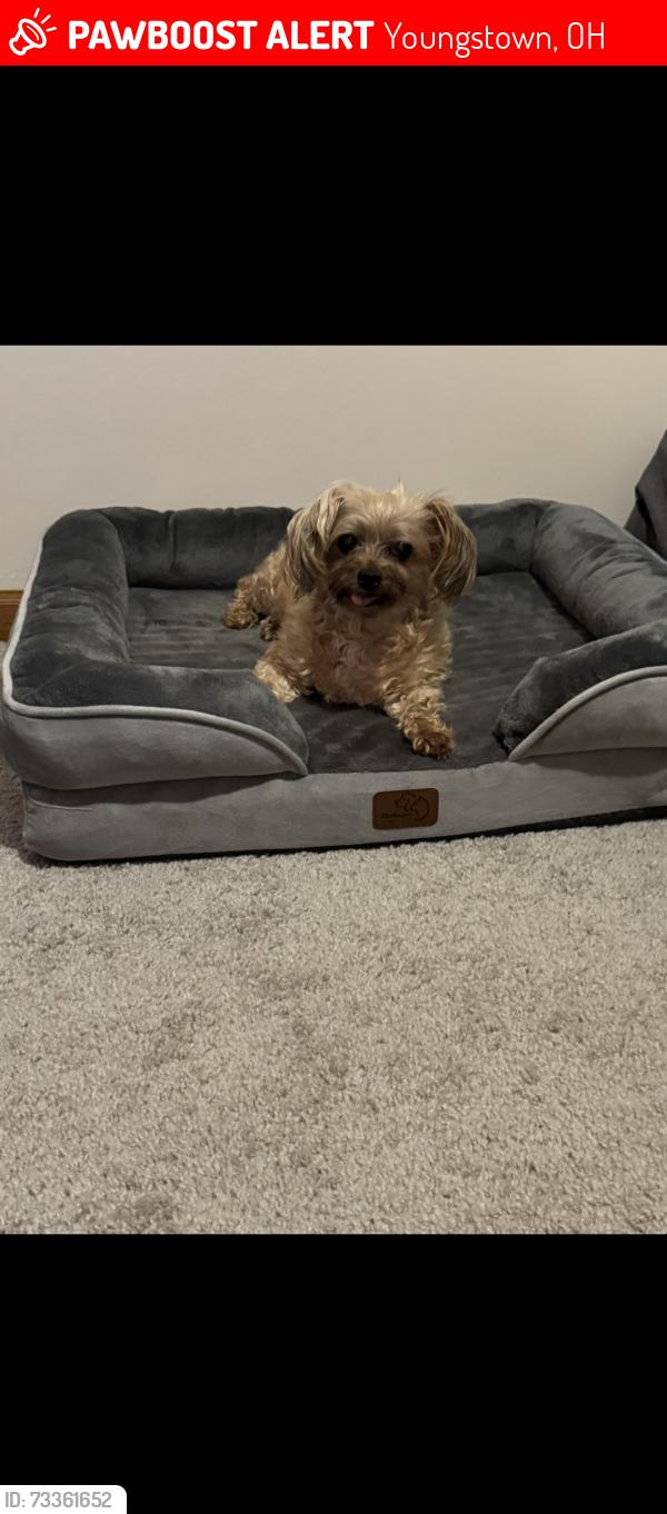 Lost Female Dog last seen Joyce Ann drive off of Tippecanoe Road, Youngstown, OH 44406