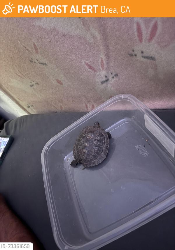 Found/Stray Unknown Other last seen Tamarack Woods apmts, Brea, CA 92821