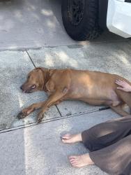 Found/Stray Male Dog last seen It’s sapphire bay neighborhood in silver lakes . There’s two of them but it’s literally the address i gave, Miramar, FL 33029