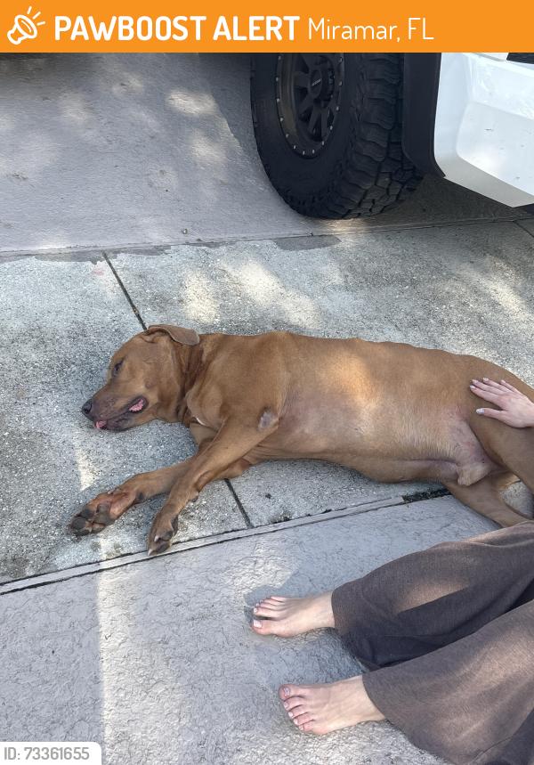 Found/Stray Male Dog last seen It’s sapphire bay neighborhood in silver lakes . There’s two of them but it’s literally the address i gave, Miramar, FL 33029