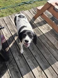 Found/Stray Female Dog last seen twp Line Road, Indianapolis, IN 46260
