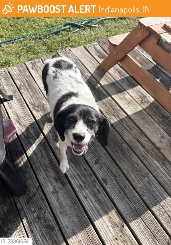 Found/Stray Female Dog last seen twp Line Road, Indianapolis, IN 46260