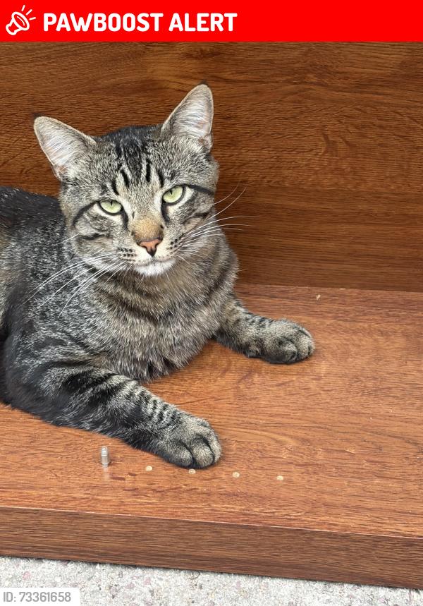 Lost Male Cat last seen Union and Van Buren, Colorado Springs, CO 80909