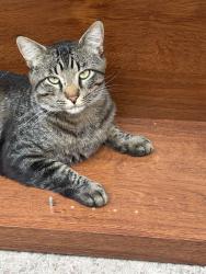Lost Male Cat last seen Union and Van Buren, Colorado Springs, CO 80909