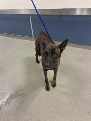 Shelter Stray Female Dog last seen Near BLOCK BLUE LAGOON DR, 3599 NW 79th Ave, Doral, FL 33122, USA