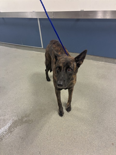 Shelter Stray Female Dog last seen Near BLOCK BLUE LAGOON DR, 3599 NW 79th Ave, Doral, FL 33122, USA
