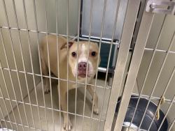 Shelter Stray Female Dog last seen 36TH/NATIONAL, 3839 W Burnham St, West Milwaukee, WI 53215, USA