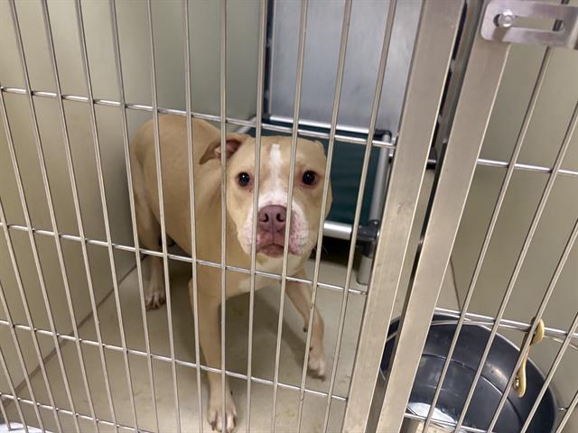 Shelter Stray Female Dog last seen 36TH/NATIONAL, 3839 W Burnham St, West Milwaukee, WI 53215, USA
