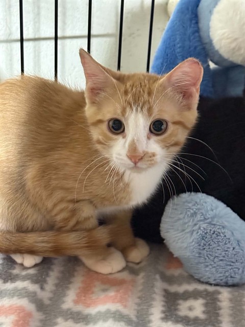 Shelter Stray Male Cat last seen DARDENNE PR, 4850 Mid Rivers Mall Dr, St Peters, MO 63376, USA