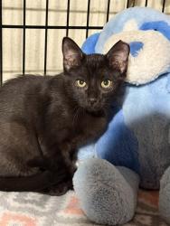 Shelter Stray Female Cat last seen DARDENNE PR, 4850 Mid Rivers Mall Dr, St Peters, MO 63376, USA