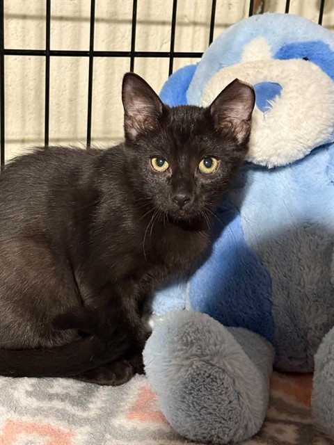 Shelter Stray Female Cat last seen DARDENNE PR, 4850 Mid Rivers Mall Dr, St Peters, MO 63376, USA