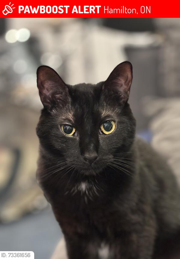 Lost Female Cat last seen Greig St. By Barton Street. Close to thw 4 corners of Queen and Barton, Hamilton, ON 