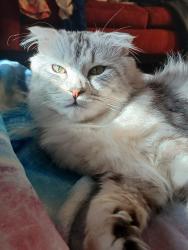 Reunited Male Cat last seen Slauson Ave. Racine, Racine, WI 53403