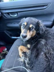 Found/Stray Unknown Dog last seen Crofton high school, Anne Arundel County, MD 21054