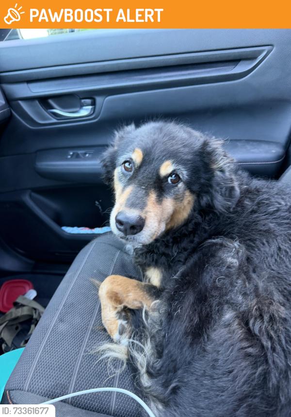 Found/Stray Unknown Dog last seen Crofton high school, Anne Arundel County, MD 21054