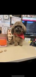 Lost Male Dog last seen Harrison rd, Spotsylvania County, VA 22407