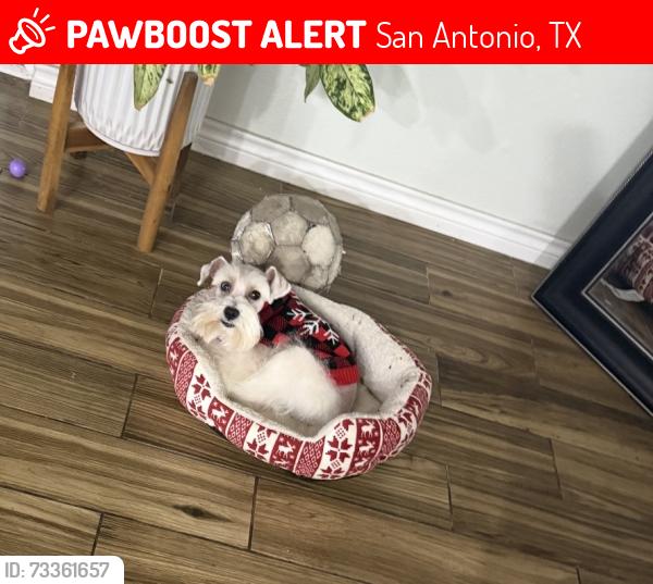 Lost Male Dog last seen Radford Trail, San Antonio, TX 78244