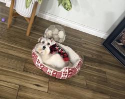 Lost Male Dog last seen Radford Trail, San Antonio, TX 78244
