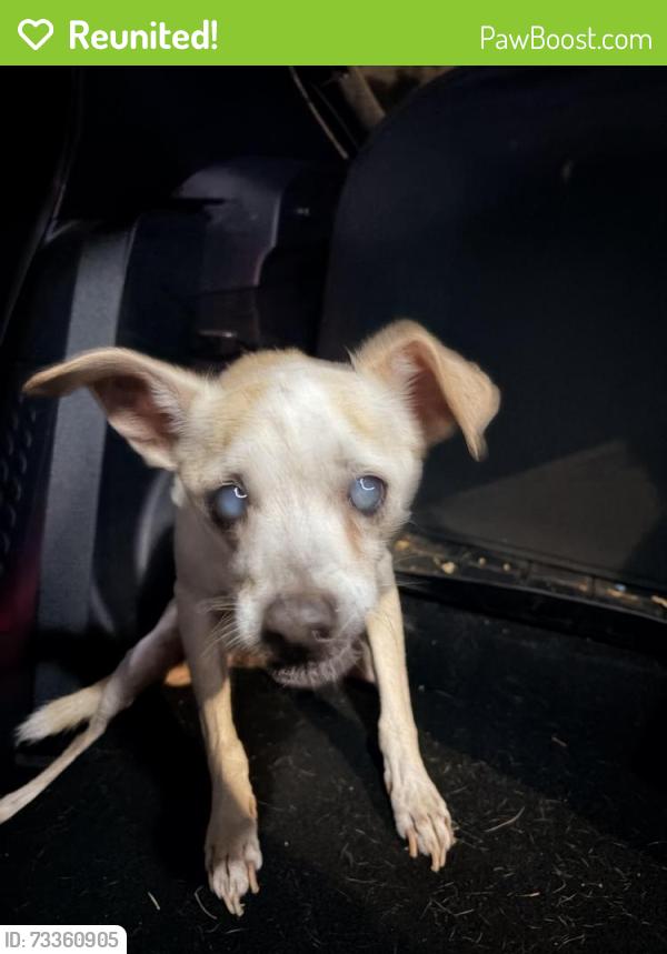 Reunited Male Dog last seen University and Hall, Orlando, FL 32817
