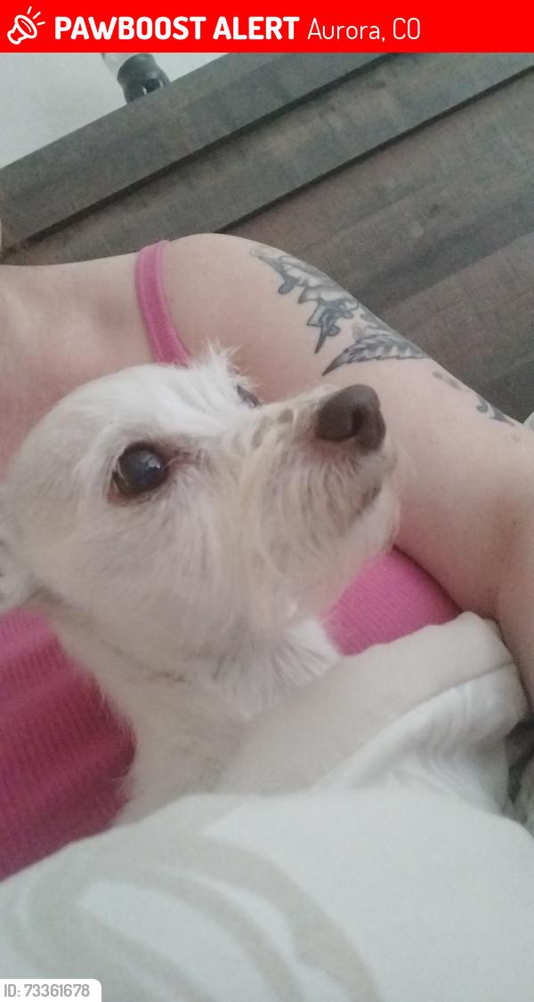 Lost Female Dog last seen Tower an Colfax, Aurora, CO 80011