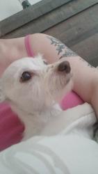 Lost Female Dog last seen Tower an Colfax, Aurora, CO 80011