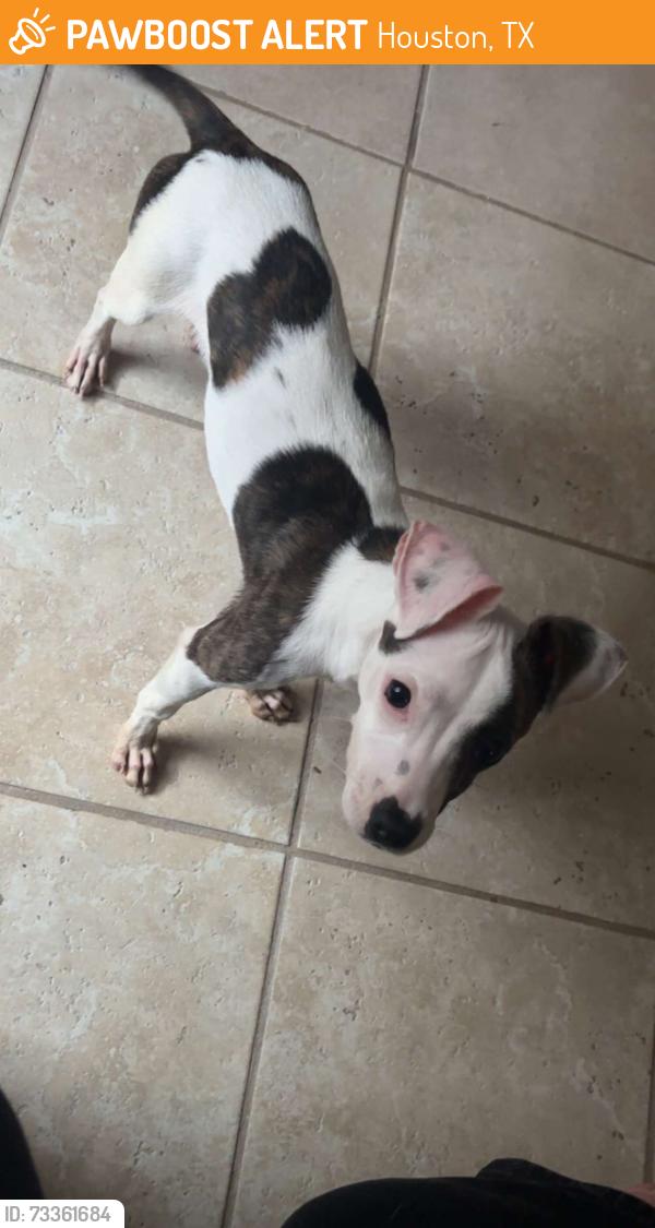 Found/Stray Female Dog last seen Bellaire and mission bend, Houston, TX 77083