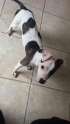 Found/Stray Female Dog last seen Bellaire and mission bend, Houston, TX 77083