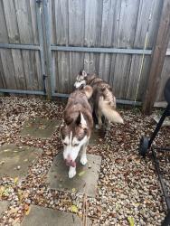 Found/Stray Male Dog last seen 11th street, Fort Lauderdale, FL 33304