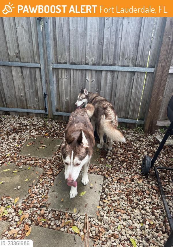 Found/Stray Male Dog last seen 11th street, Fort Lauderdale, FL 33304