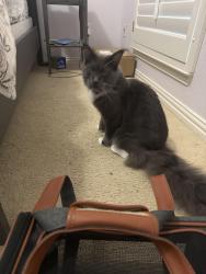 Reunited Unknown Cat last seen La Costa / Bermuda Dune, Plano, TX 75093