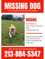 Reunited Female Dog last seen Waveland and austin, Chicago, IL 60634